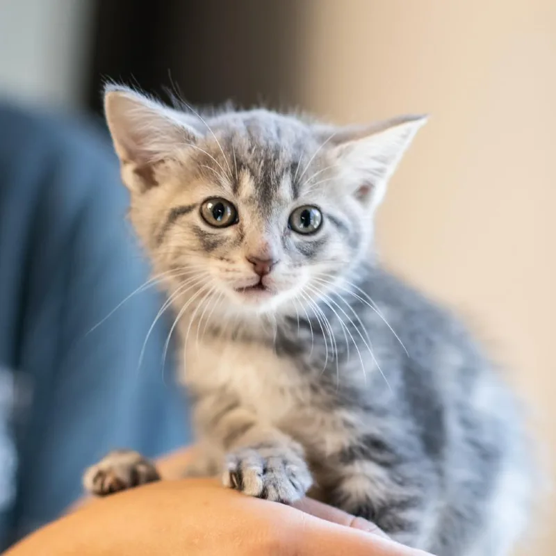 A baby small-sized male Domestic Short Hair cat named Rowan for adoption in Bartlett, TN
