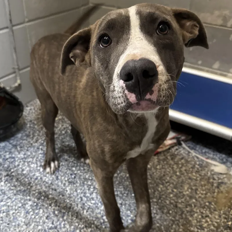 An adult medium-sized male Brindle Pit Bull Terrier dog named Zander for adoption in Beaumont, TX
