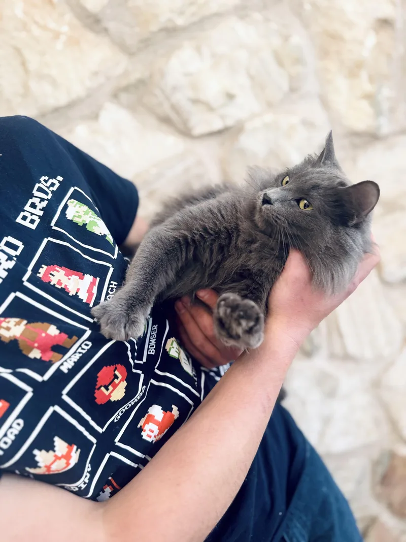 A young small-sized female Gray / Blue / Silver Nebelung cat named Mouse for adoption in Dallas , TX