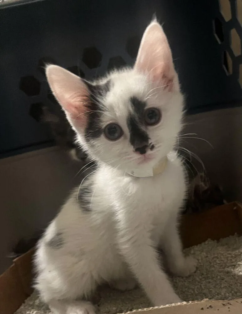 A baby small-sized male Domestic Short Hair cat named Dino for adoption in Broomfield, CO