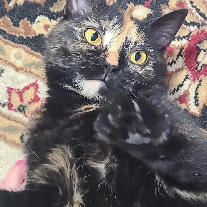 A young medium-sized female Domestic Short Hair cat named Millie for adoption in West Lafayette, IN