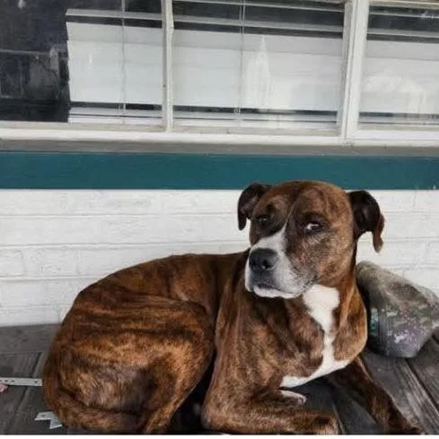 An adult medium-sized male Brindle Mixed Breed dog named Samson for adoption in Huntington, WV