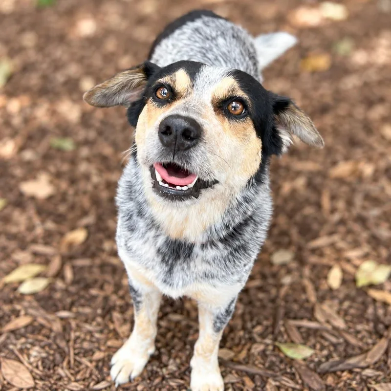 An adult medium-sized female Gray / Blue / Silver Australian Cattle Dog / Blue Heeler dog named Twilight Sparkle for adoption in Boerne, TX