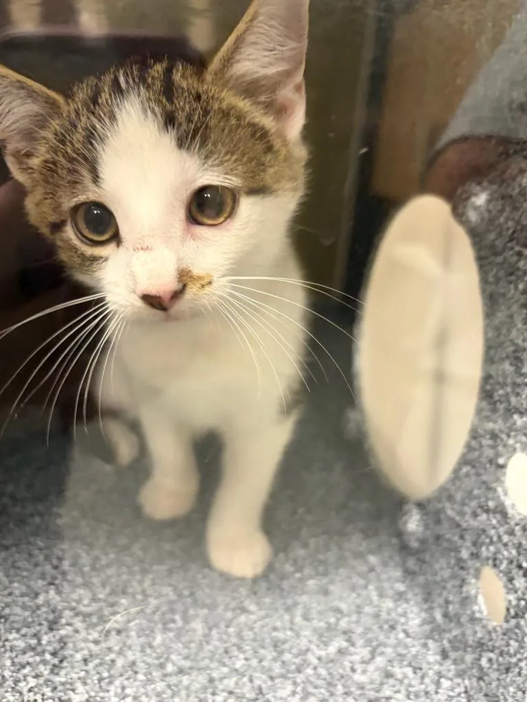 A baby small-sized male Domestic Short Hair cat named Push pop for adoption in Greenfield, IN