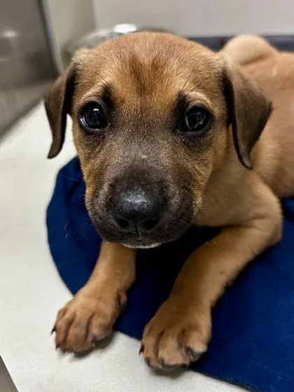 Jason Todd thumbnail 2