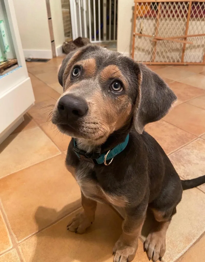 A baby large-sized male Gray / Blue / Silver American Staffordshire Terrier dog named Drakeula for adoption in Evergreen, CO