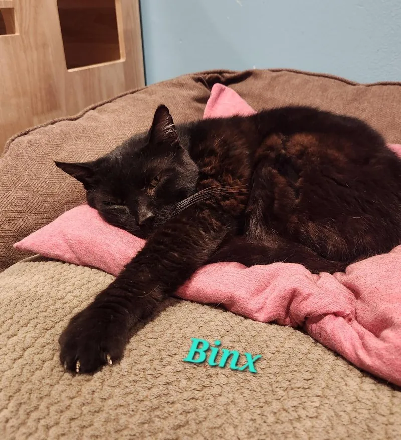 An adult medium-sized male Domestic Short Hair cat named Binx for adoption in Cambridge, MD