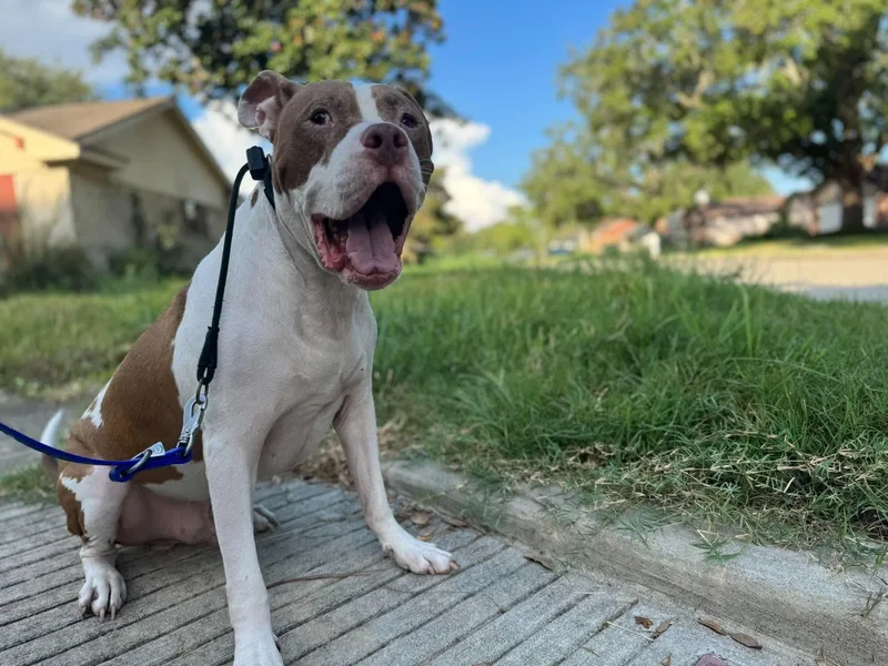A senior large-sized male Golden Pit Bull Terrier dog named Sunny for adoption in Mooresville, NC