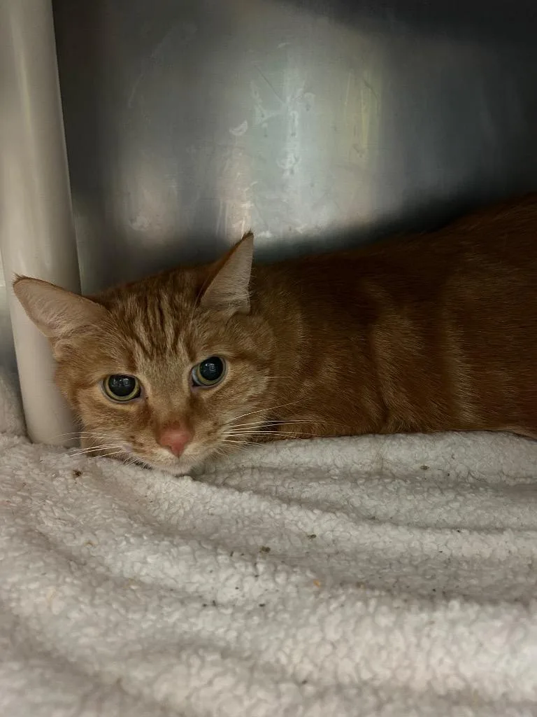 A senior small-sized male Domestic Short Hair cat named Orange Julious for adoption in Detroit, MI