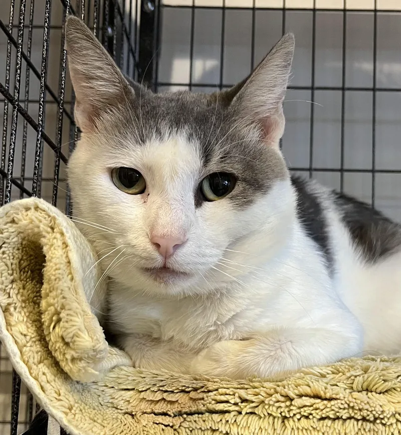 A young medium-sized male Gray & White American Shorthair cat named Carlo for adoption in Hilton Head Island, SC