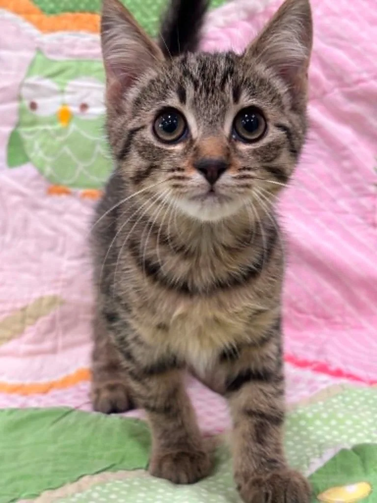 A baby medium-sized male Domestic Short Hair cat named Tom for adoption in Warrenton, NC