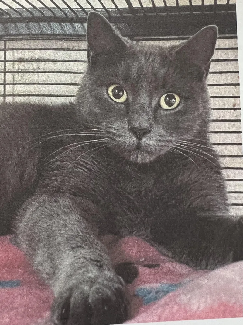 An adult large-sized female Gray / Blue / Silver Domestic Short Hair cat named April for adoption in New Windsor, NY