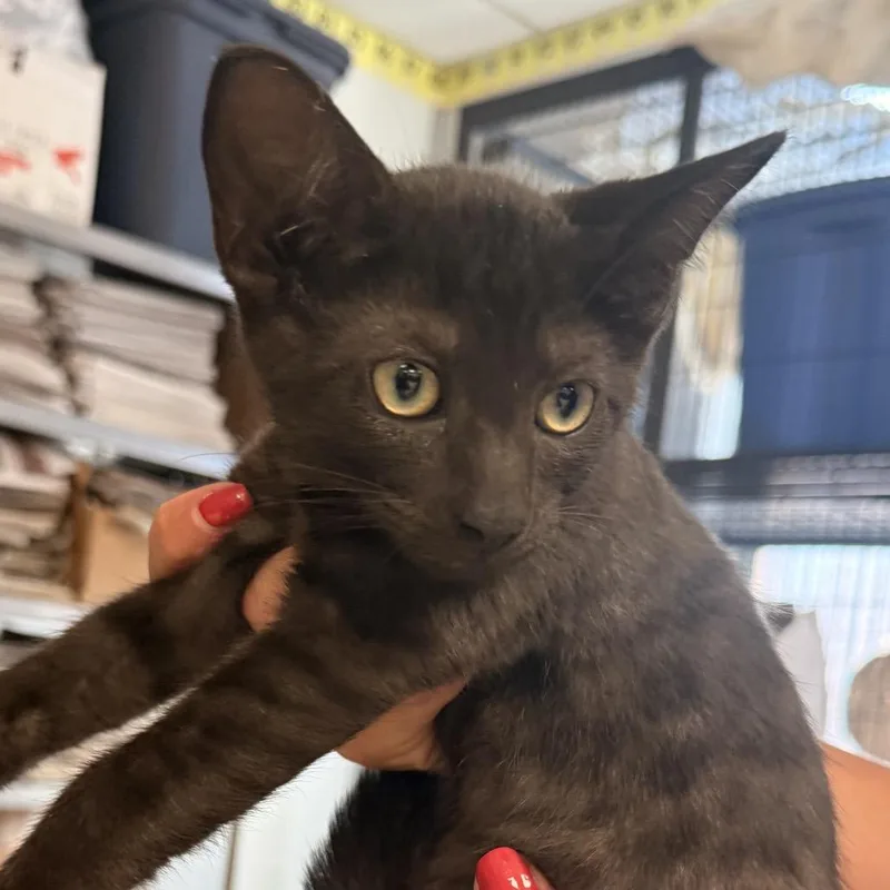 A baby small-sized male Black Domestic Short Hair cat named Belly FlopC for adoption in East Saint Louis, IL