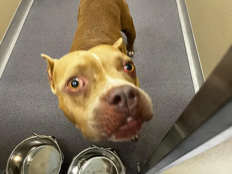 An adult medium-sized male Pit Bull Terrier dog named Beetlejuice for adoption in Benton, AR