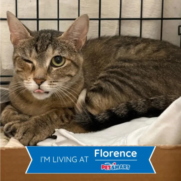 An adult medium-sized female Tabby (Brown / Chocolate) Domestic Short Hair cat named Oyster for adoption in Cincinnati, OH