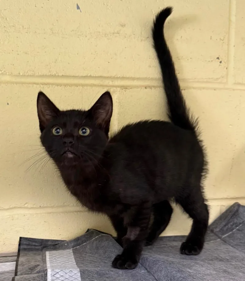 A baby medium-sized male Domestic Short Hair cat named Truffle for adoption in Kingsland, GA