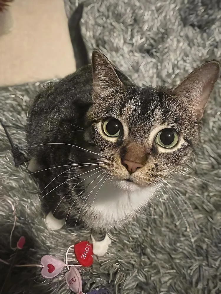 Daybreak thumbnail 3