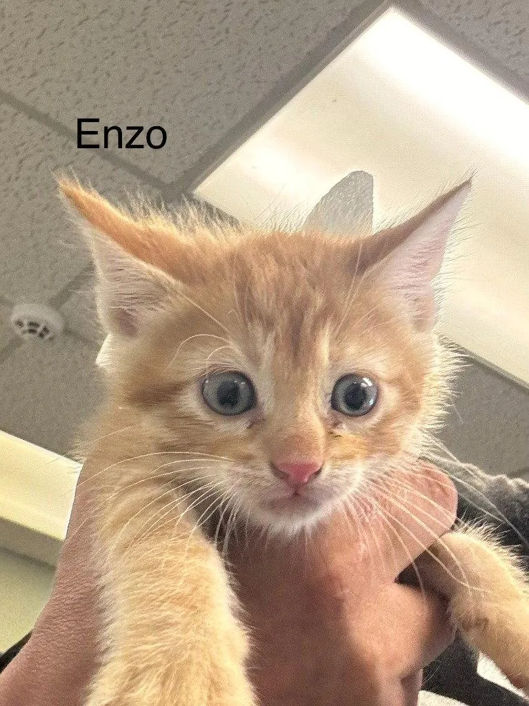 A baby small-sized male Tabby cat named Enzo for adoption in Saint George, UT