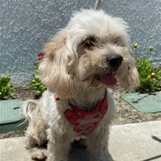 An adult small-sized female White / Cream Maltese dog named Princess for adoption in San Gabriel, CA