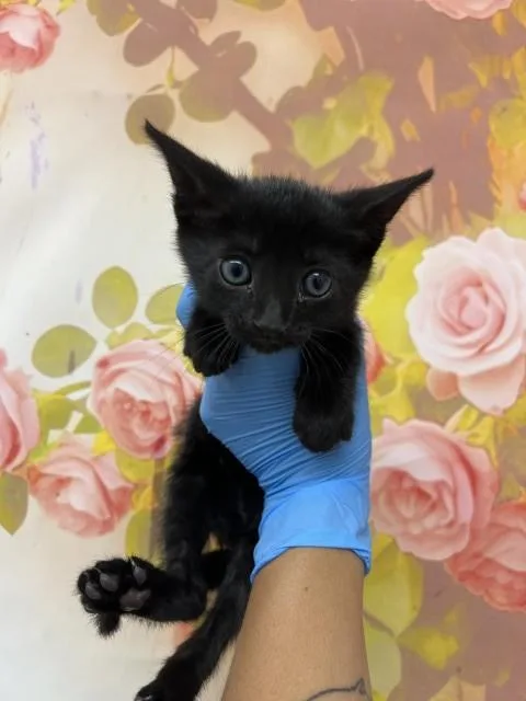A baby small-sized female Domestic Short Hair cat named Ellis for adoption in San Bernardino, CA