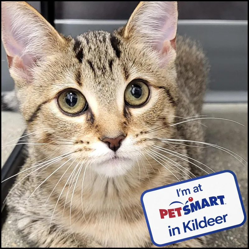 A baby medium-sized female Domestic Short Hair cat named Hunt's for adoption in Grayslake, IL