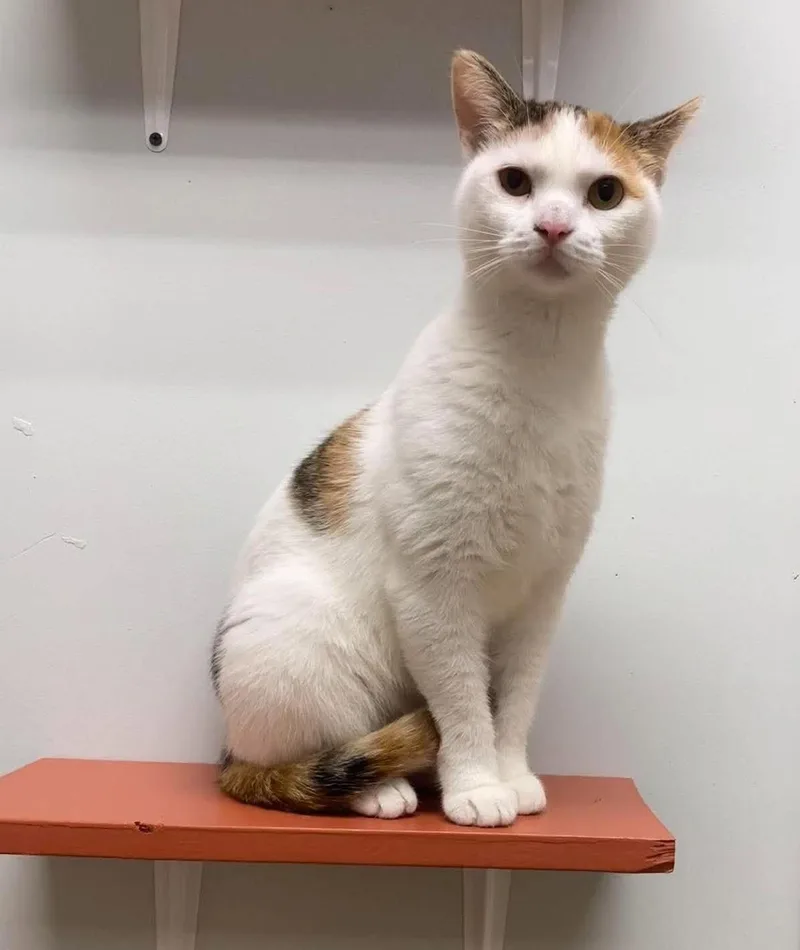 An adult medium-sized female Calico Domestic Short Hair cat named Peaches for adoption in Maryville, MO