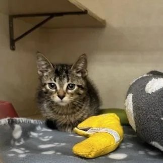 A baby medium-sized male Tabby (Brown / Chocolate) Domestic Short Hair cat named Aramis for adoption in East Lansing, MI