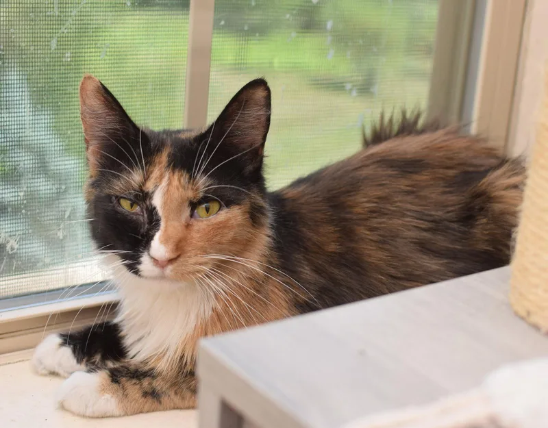 A young medium-sized female Maine Coon cat named Lorelai for adoption in Hockessin, DE