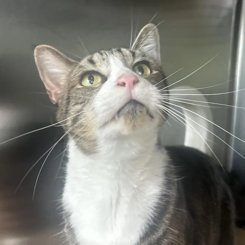An adult large-sized male Brown / Chocolate Domestic Short Hair cat named Travis for adoption in Asheville, NC