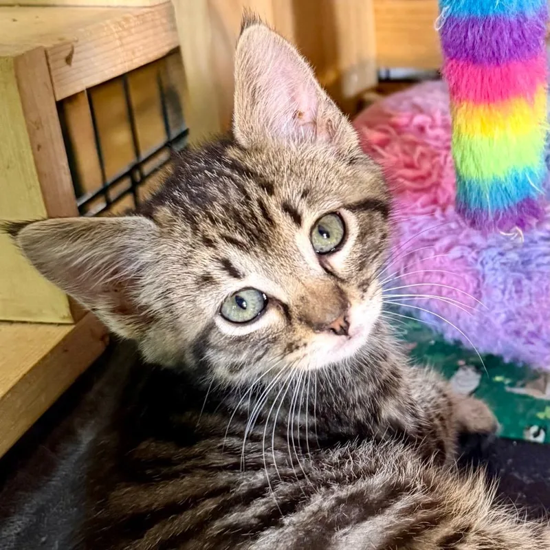 A baby small-sized male Brown / Chocolate Domestic Short Hair cat named Sergeant Pepper for adoption in Kansas City, MO