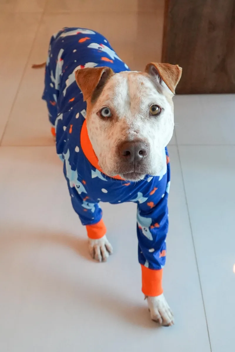 Bucky Bear