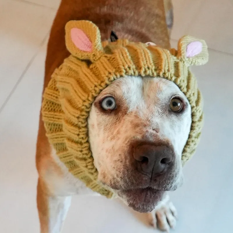 Bucky Bear thumbnail 3
