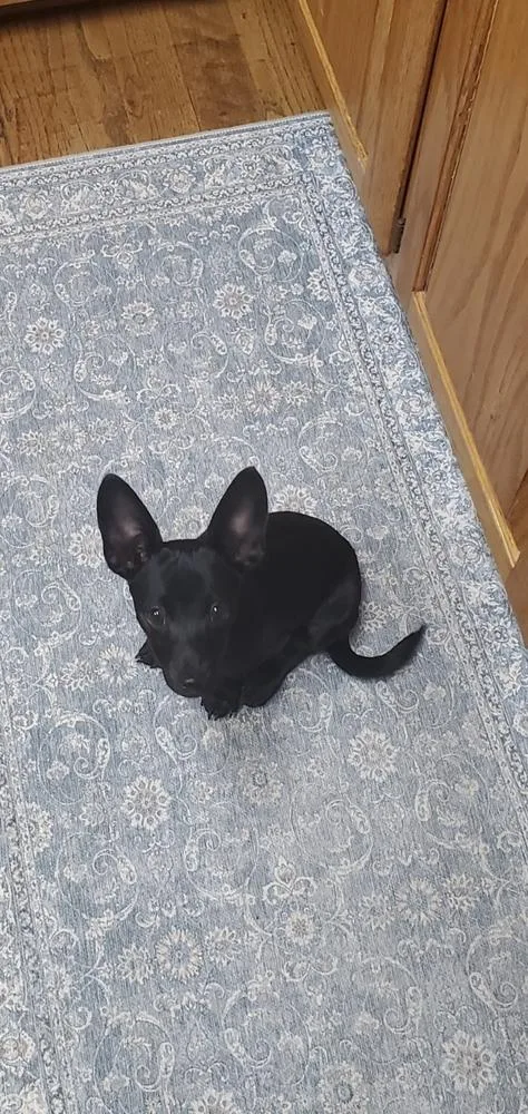 Peewee dachshund