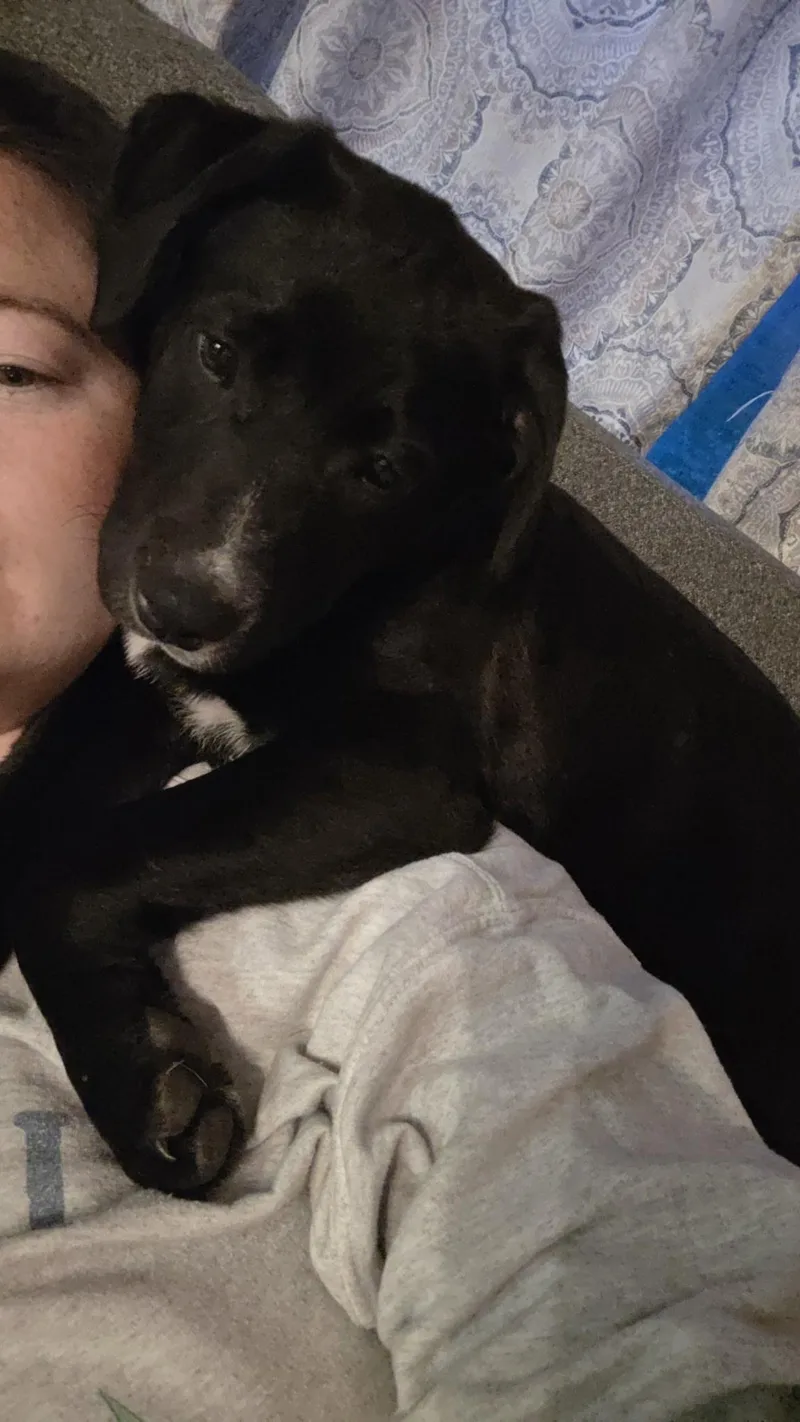 A young large-sized female Black Labrador Retriever dog named Eva for adoption in Mora, MN