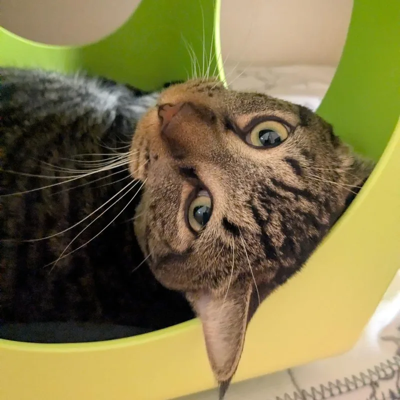 A young large-sized male Brown / Chocolate Domestic Short Hair cat named Pequeno for adoption in Providence, RI