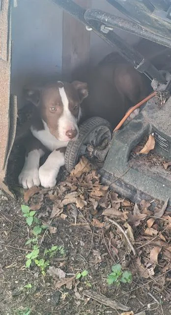 A baby small-sized female American Staffordshire Terrier dog named Luna for adoption in San Antonio, TX