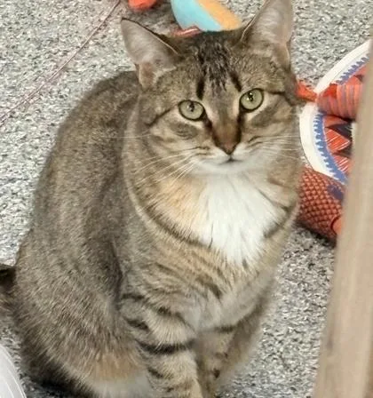 An adult medium-sized female Domestic Short Hair cat named Chula for adoption in Shawano, WI