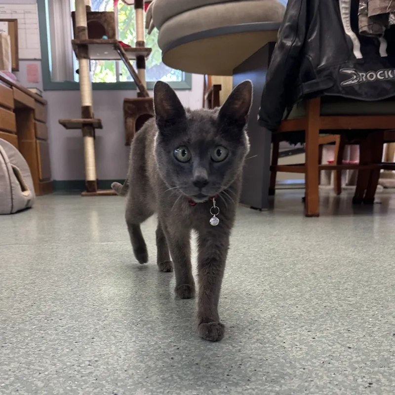 Mr. Merle Grey thumbnail 3