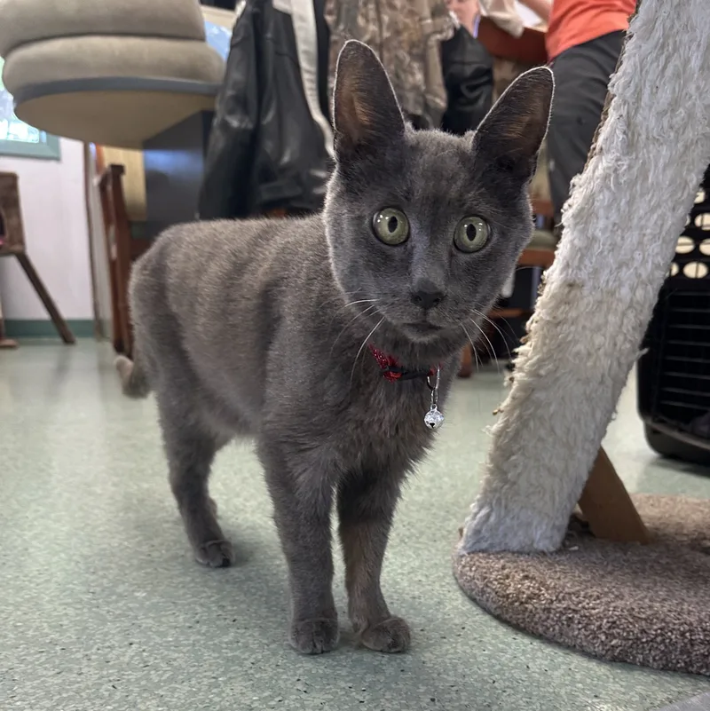 Mr. Merle Grey thumbnail 4