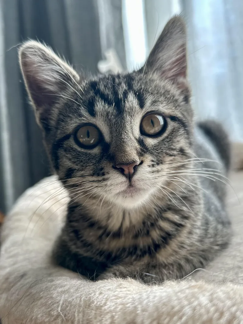 A young medium-sized female Tabby cat named Fern for adoption in Wheeling, IL