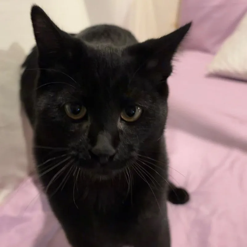 A young small-sized male Black Domestic Short Hair cat named Zander aka puca for adoption in Grantsville, UT