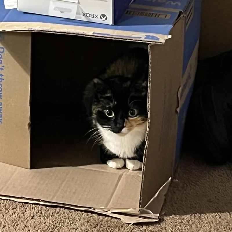 A senior small-sized female Calico Domestic Medium Hair cat named Stella for adoption in Columbus, GA