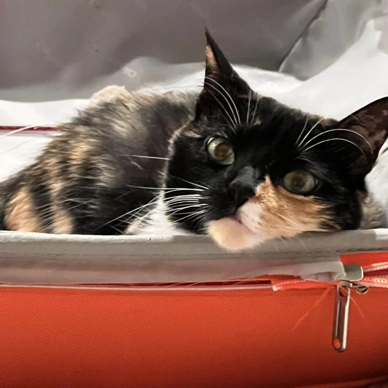 Stella thumbnail 3