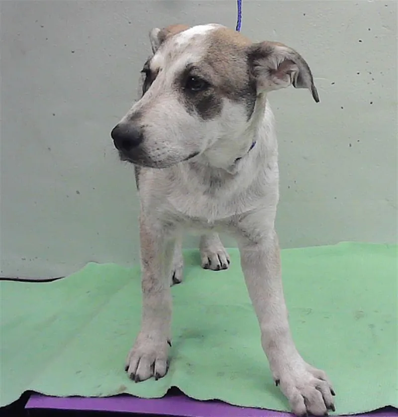 A baby small-sized male Bluetick Coonhound dog named A for adoption in Houston, TX