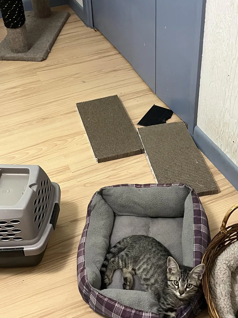 A young medium-sized female Domestic Short Hair cat named Honeysuckle for adoption in McKinney, TX