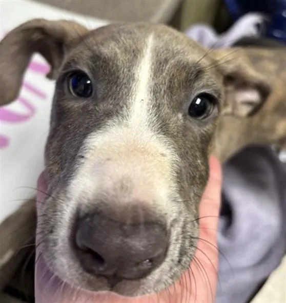 A baby medium-sized male Pit Bull Terrier dog named Gabe A for adoption in Plano, TX