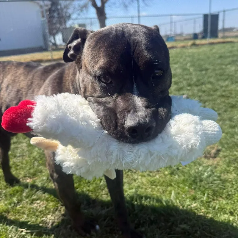 D.b. Cooper thumbnail 2