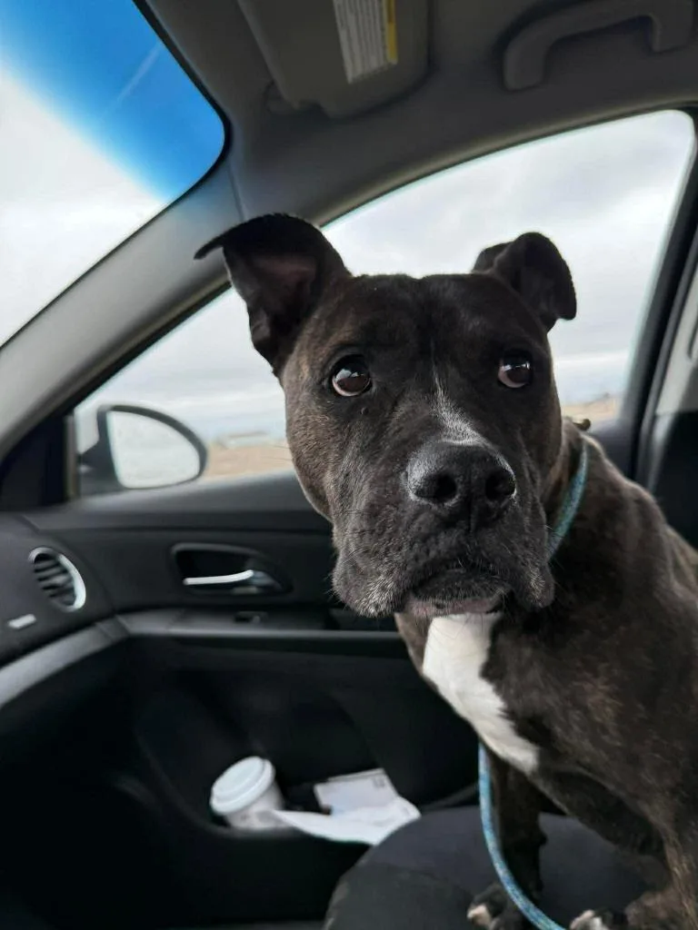 D.b. Cooper thumbnail 3