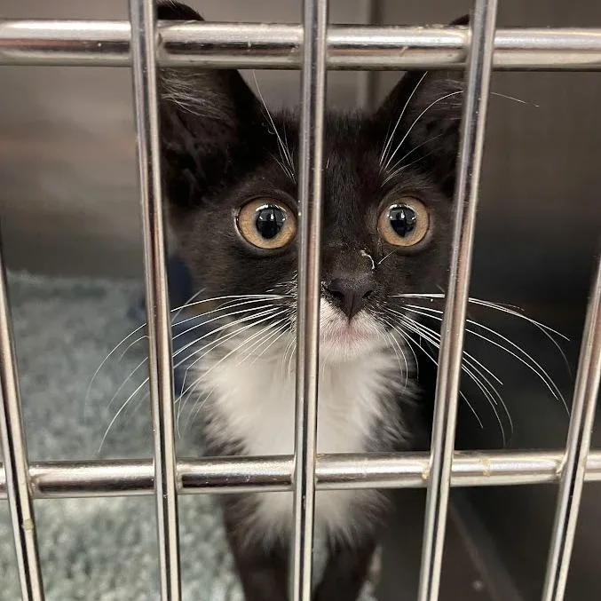A baby medium-sized female Domestic Short Hair cat named Lucy for adoption in Port Charlotte, FL