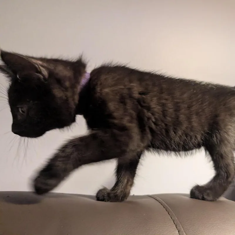 A baby small-sized female Black Domestic Short Hair cat named Raven Mewstique Darkholme for adoption in Granville, OH